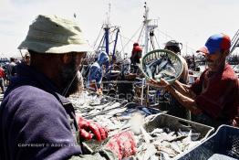 Image du Maroc Professionnelle de  Le système de la chaîne humaine pour vider la cale du bateau remplie de poissons encore vivat ! Les ouvriers s'activent énergiquement sans perdre de temps à faire passer de l’un à l’autre le panier en plastique rempli de sardines vivantes, cette dynamique dans le but de conserver la sardine toute fraîche durant l’opération de débarquement au Port de Laayoune, Lundi 8 Mars 2010. (Photo / Abdeljalil Bounhar) 